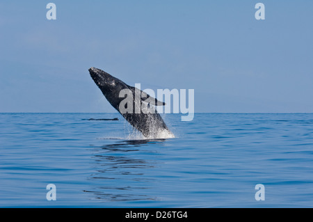 Humpback whale (Megaptera novaeangliae) breaching near Maui, Hawaii Stock Photo