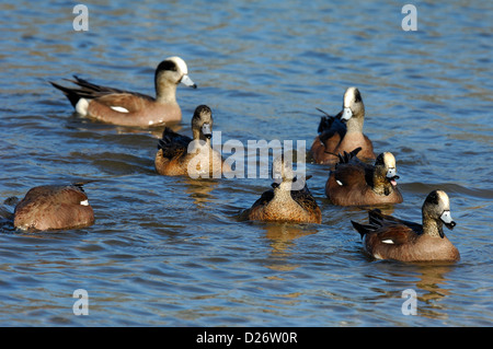 American wigeon (Anas americana) flock, Austin Texas Stock Photo