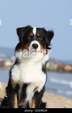 Dog Australian shepherd / Aussie adult portrait black tricolor Stock Photo
