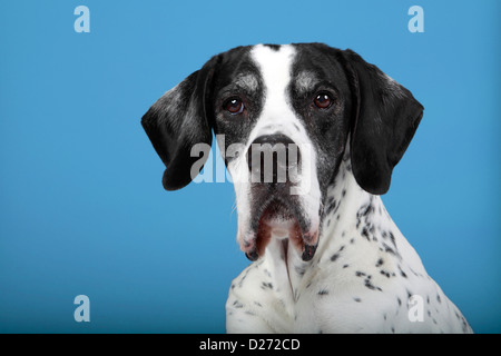 Closeup of an English Pointer against a blue background. Stock Photo