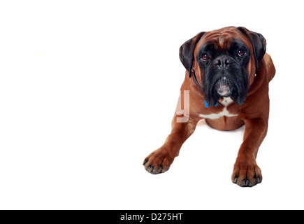 Studio portrait of a large male Boxer laying down and isolated on a white background. Stock Photo