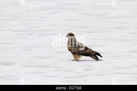 Red Kite, Milvus, milvus, on the deeply frozen Lake Furen near Nemuro on Hokkaido Japan. Stock Photo