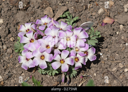 Oxalis Adenophylla Stock Photo
