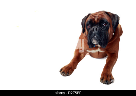 Studio portrait of a large male Boxer laying down and isolated on a white background. Stock Photo