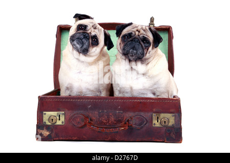 Studio portrait of two pugs sitting in an old-fashioned travel suitcase. Stock Photo