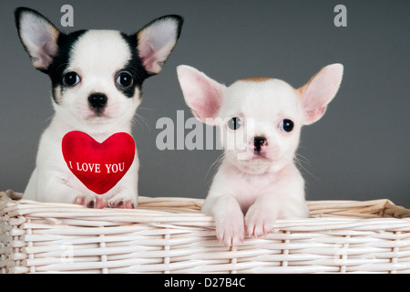 Two Chihuahua puppies, 2 months old, in a basket with sign 'I Love You'. Stock Photo