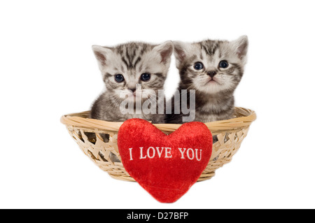 Two British Shorthair kittens in basket with sign 'I Love You'.