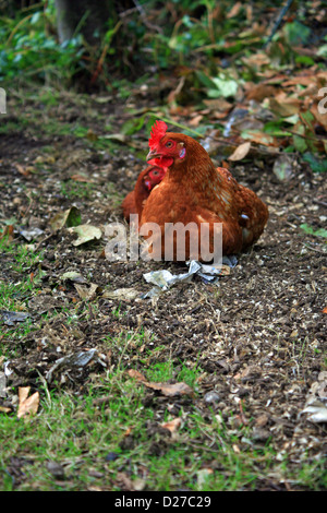 Chicken sun bathing in kent garden in England Stock Photo