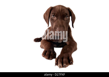 German shorthaired pointer on white a background Stock Photo