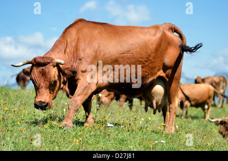 Tarine cow grazing in the French Alps in Savoie department at La Plagne Stock Photo