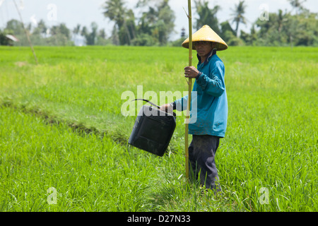 BALI - FEBRUARY 15. Farmer working in paddy fields on February 15, 2012 in Bali, Indonesia. Stock Photo