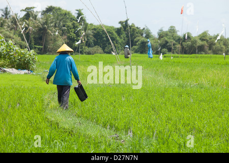 BALI - FEBRUARY 15. Farmer working in paddy fields on February 15, 2012 in Bali, Indonesia. Stock Photo