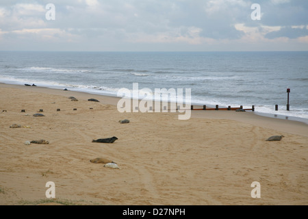 Beach at Sea Palling, Norfolk, in late November, with Grey seals and their pups (Halichoerus grypus) Stock Photo