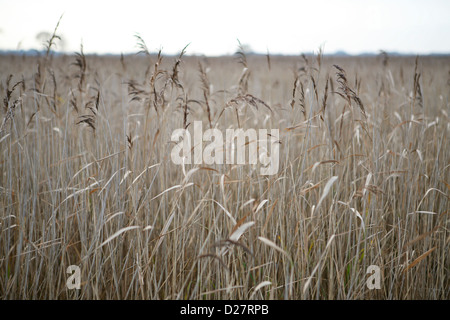 Reed-bed at Hickling Broad National Nature Reserve, Norfolk Broads, UK (Phragmites) Stock Photo