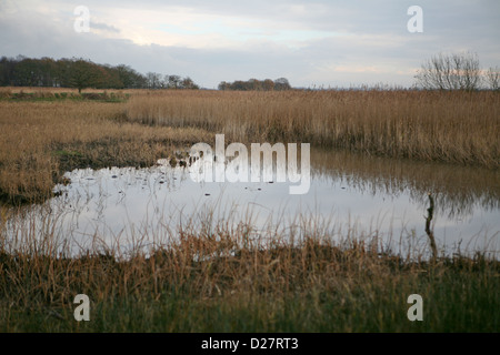 Marshland at Hickling Broad National Nature Reserve, Norfolk Broads, UK Stock Photo