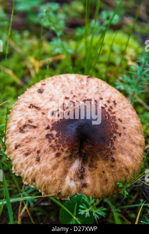 Little mushroom in the fields Stock Photo