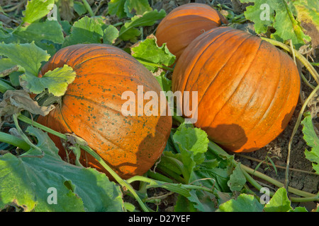 Mature pumpkins  'Big Max' on vine 'Cucurbita maxima' Stock Photo