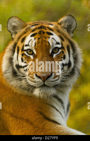 Siberian/Amur Tiger (Panthera Tigris Altaica) Resting Stock Photo