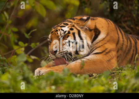 Siberian/Amur Tiger (Panthera Tigris Altaica) Sitting In Undergrowth Licking Paw Stock Photo