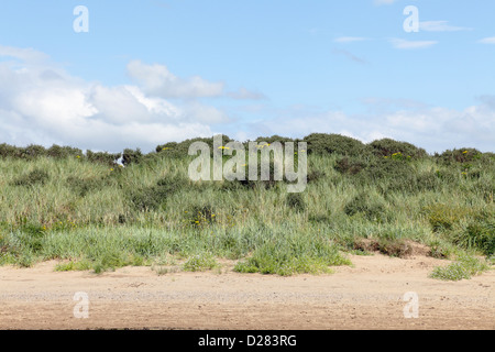Sand dunes on Troon South Beach in Ayrshire, Scotland, UK Stock Photo