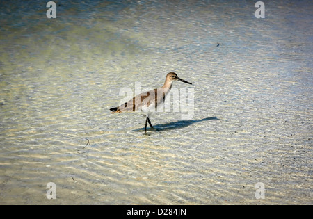 A Spotted Sandpiper (Actitis macularius syn. Actitis macularia) wading on a Florida beach in mid-winter Stock Photo
