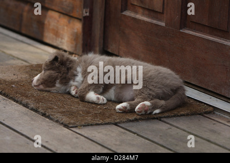 Dog Border Collie puppy sleep on a carpet at the door Stock Photo
