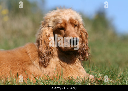 Dog English Cocker Spaniel puppy (red) sleeping in a meadow Stock Photo