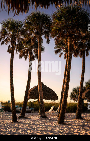 Palm trees shimmering in the breeze on Siesta Key Island at sunset in Florida Stock Photo