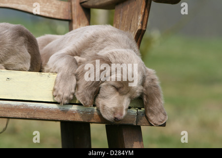 Dog Weimaraner  puppy sleeping on a bench Stock Photo