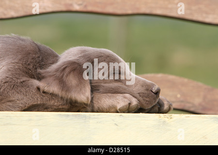 Dog Weimaraner  puppy sleeping on a bench Stock Photo