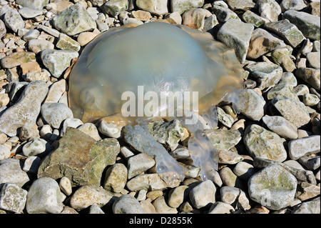 Barrel jellyfish / dustbin-lid jellyfish (Rhizostoma octopus / Rhizostoma pulmo) washed ashore on pebble beach