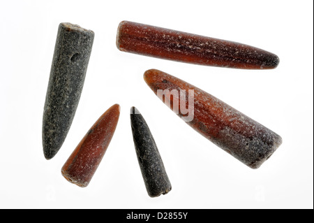 Fossil guards of belemnites / Belemnitida from Lyme Regis, Jurassic Coast, Dorset, southern England, UK Stock Photo