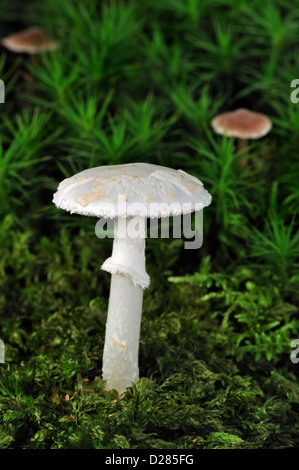 False death cap / Citron Amanita (Amanita citrina / Amanita mappa) amongst moss on forest floor in autumn Stock Photo