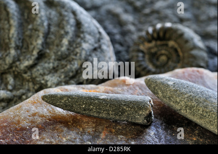 Fossils like fossil guards of belemnites and ammonites on shingle beach near Lyme Regis, Jurassic Coast, Dorset, England, UK Stock Photo