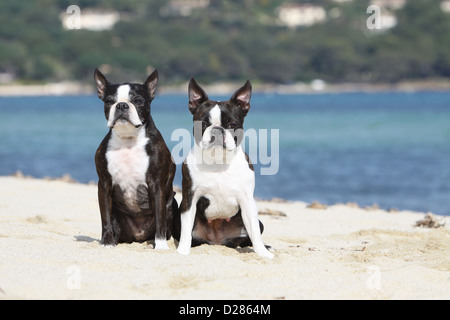 Dog Boston Terrier two adults (white and brindle) sitting on the beach Stock Photo