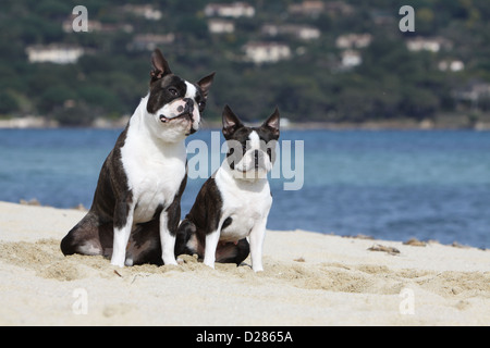 Dog Boston Terrier two adults (white and brindle) sitting on the beach Stock Photo