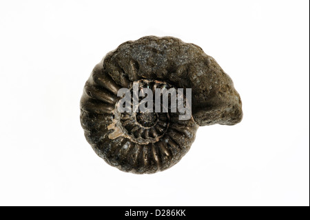 Ammonite fossil Promicroceras planicosta from Lyme Regis, Jurassic Coast, Dorset, southern England, UK
