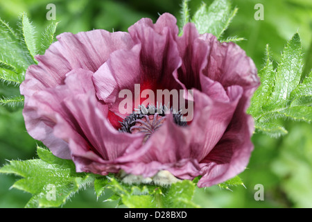 Purple poppy flower macro image Stock Photo