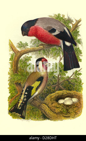 Bullfinch / Goldfinch High resolution enhanced scan of antiquarian Victorian colour plate from 1860's Cassell's Book of Birds 'Bullfinch / Goldfinch' Stock Photo