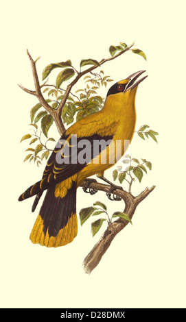 SHARP-BILLED ORIOLE'' High resolution enhanced scan of antiquarian Victorian colour plate from 1860's Cassell's Book of Birds ''SHARP-BILLED ORIOLE'' Stock Photo