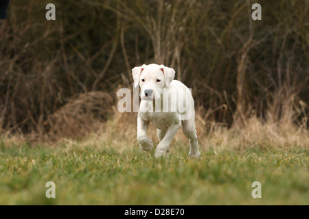 Dog Dogo Argentino / Dogue Argentin (natural ears) puppy waling Stock Photo