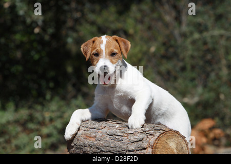 Dog Parson Russell Terrier  puppy lying on a wood Stock Photo