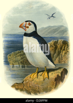 Arctic Puffin hi resolution illustration Lithograph of antiquarian Victorian colour plate from 1860's Cassell's Book of Birds featuring Arctic Puffin Stock Photo