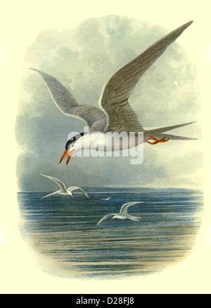 'Common Tern' GULL High resolution enhanced scan of antiquarian Victorian colour plate from 1860's Cassell's Book of Birds 'Common Tern' Stock Photo
