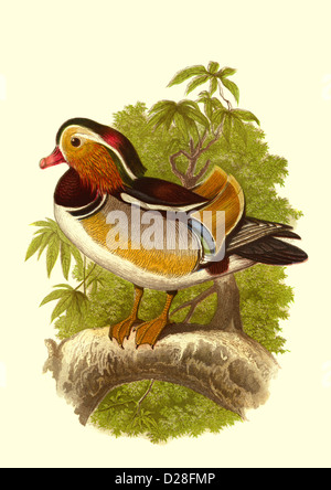 Mandarin Duck' High resolution enhanced scan of antiquarian Victorian colour plate illustration from 1860's Cassell's Book of Birds 'Mandarin Duck' Stock Photo