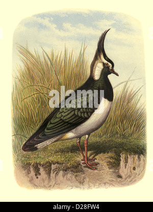 'The Lapwing' Illustration High resolution enhanced scan of antiquarian Victorian colour Lithograph plate 1860's Cassell's Book of Birds 'The Lapwing' Stock Photo