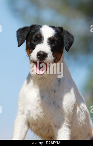 Dog Parson Russell Terrier adult portrait Stock Photo