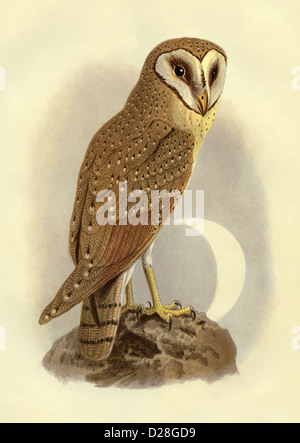 JAVA OWL High resolution enhanced scan of antiquarian Victorian colour plate from 1860's Cassell's Book of Birds '' Java Owl' Stock Photo