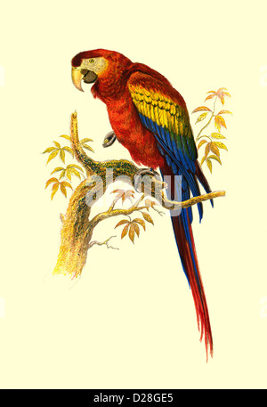 The Scarlet Macaw' PARROT High resolution enhanced illustration of antiquarian Victorian Lithograph 1860's Cassell's Book of Birds 'The Scarlet Macaw' Stock Photo