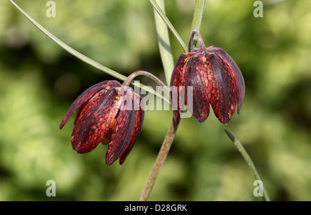 Fritillary, Fritillaria montana, Liliaceae. France, Greece and Eastern Europe. Stock Photo